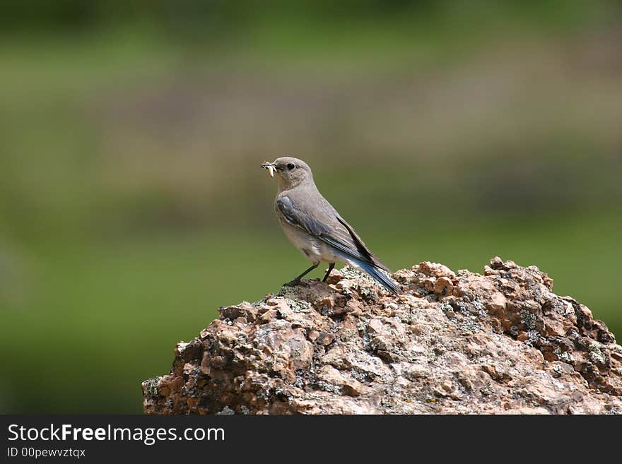 Feeding Mountain Bluebird