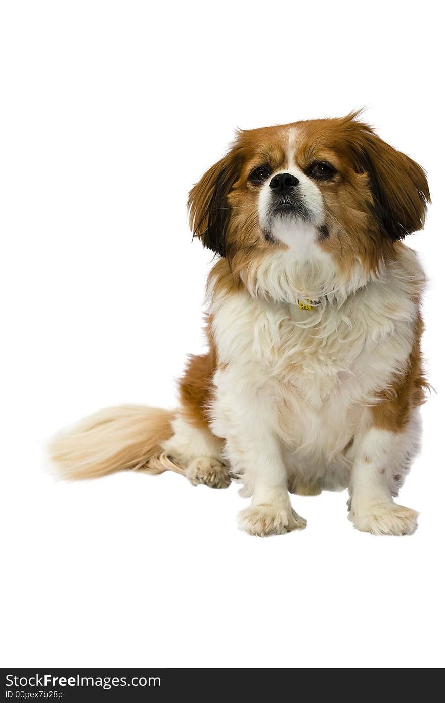 Cavalier King Charles on pure white background