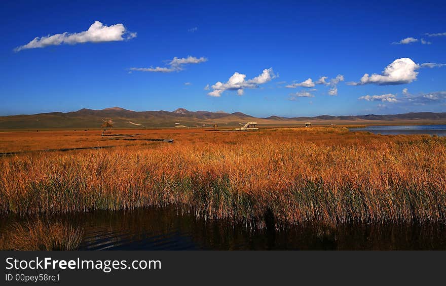 Flower Lake