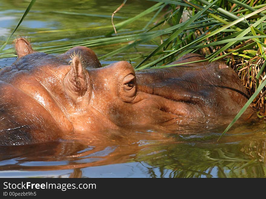 Hippopotamus