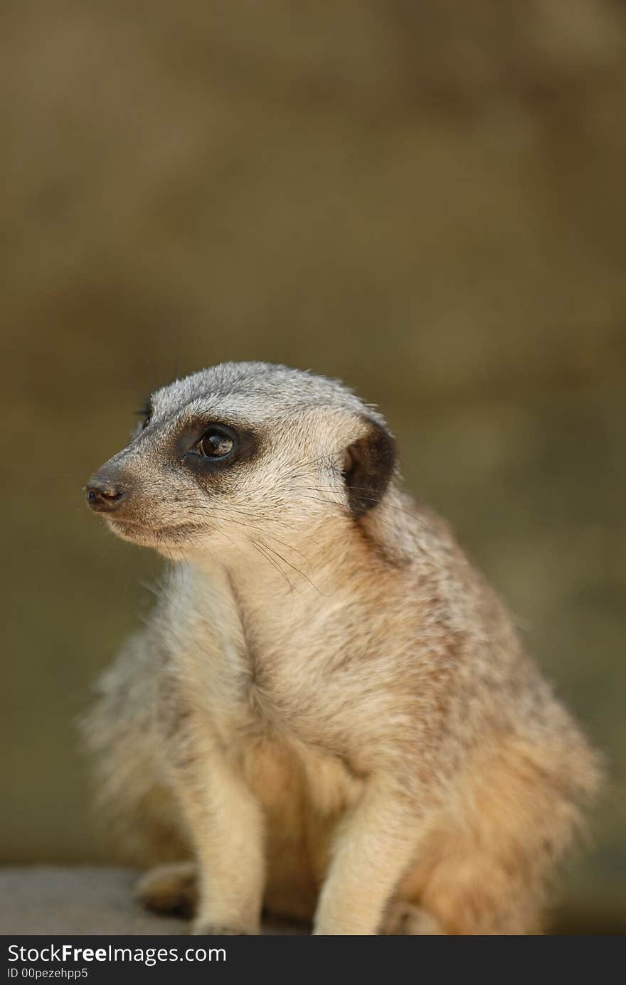 A single meerkat sitting alone watching for predators.