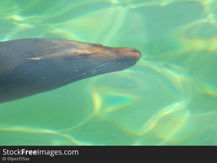 Sea Lion Under Water