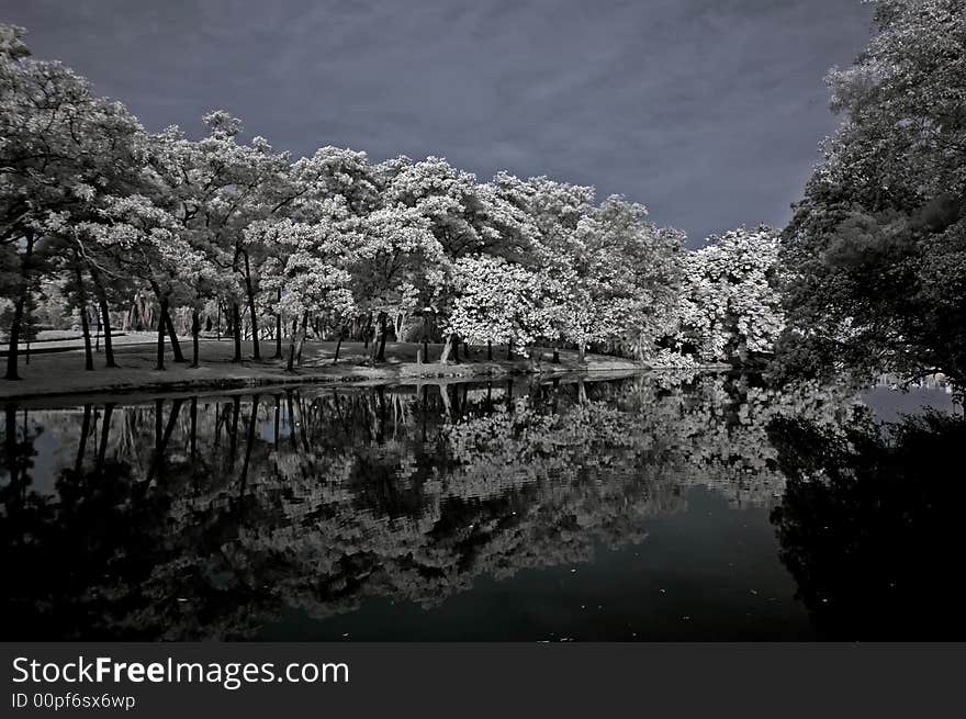 Infrared photo – tree, landscape and lake