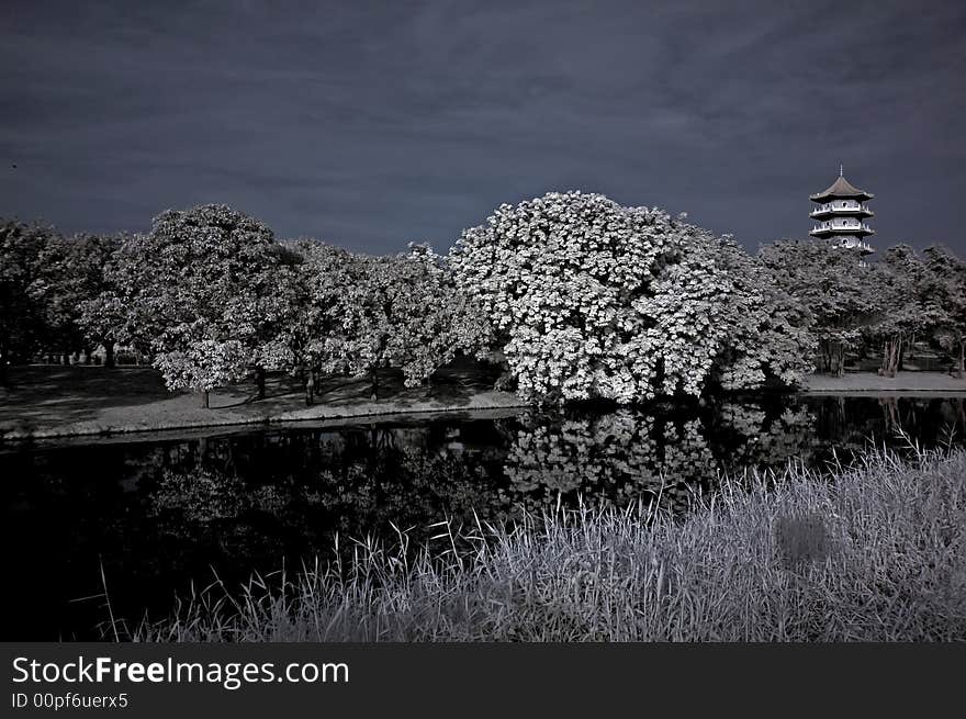 Infrared photo – tree, pagoda and lake in the pa