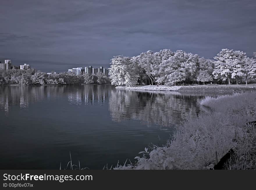 Infrared photo – tree, landscapes and lake