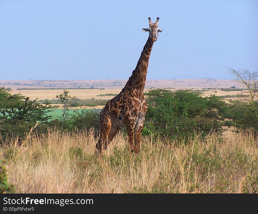 Masai giraffe