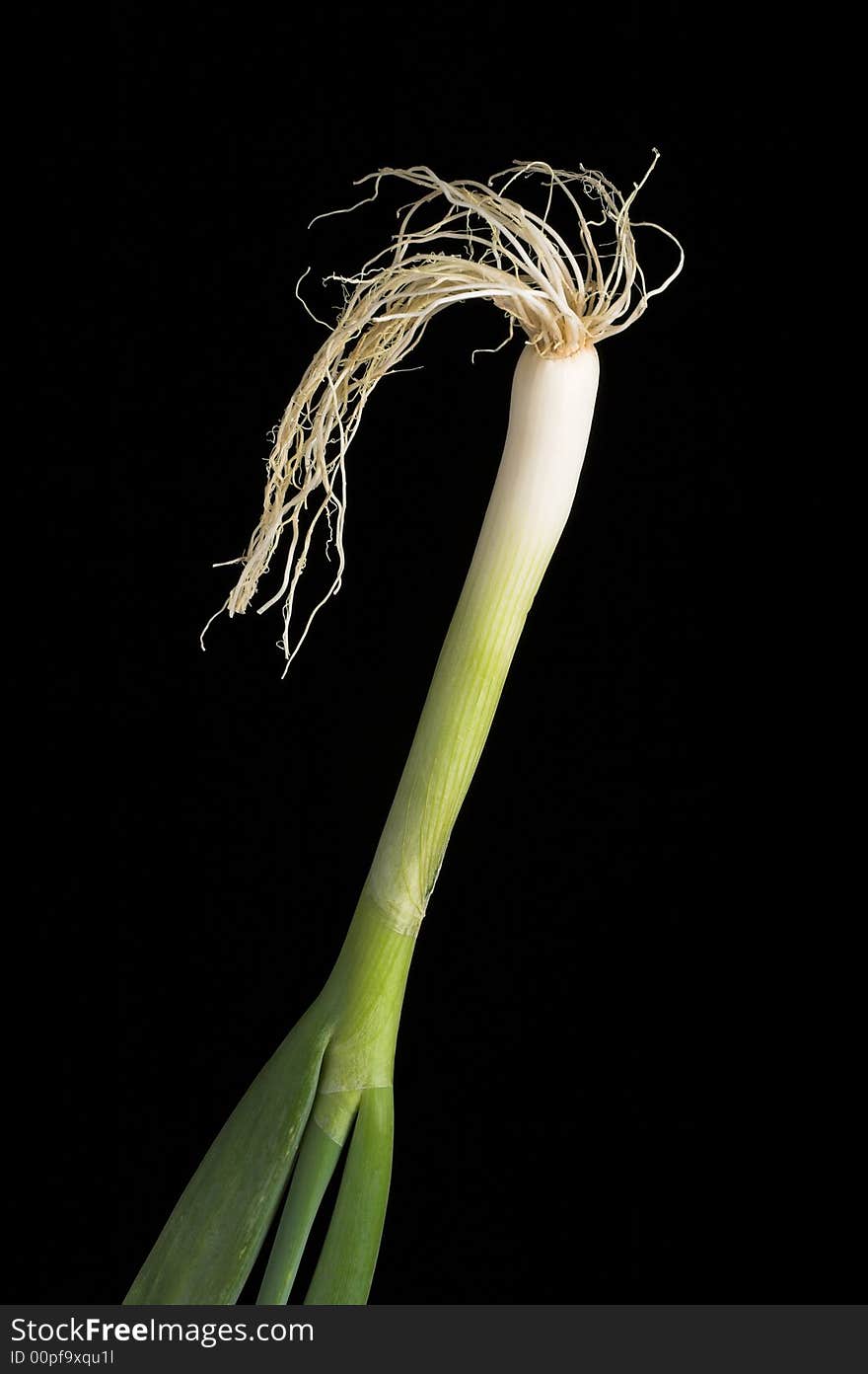 One hairy onion in front of black background