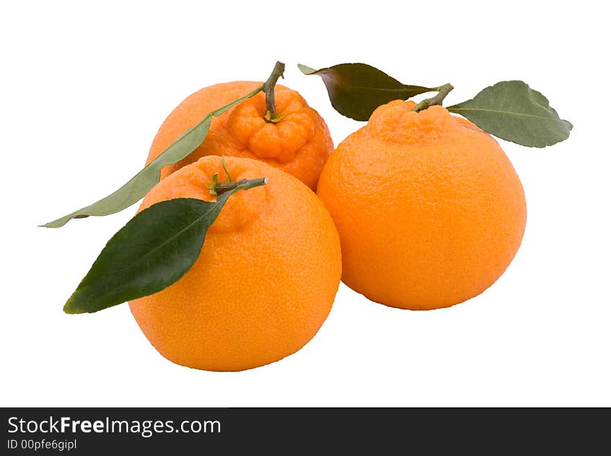 Three Hallabongs (Korean Orange) With Green Leaves