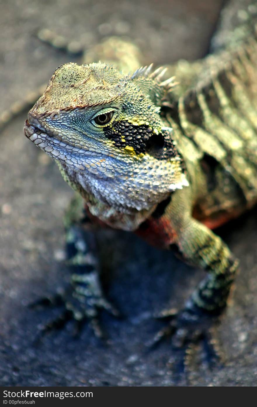 Iguana is a genus of lizard native to tropical areas of Central and South America