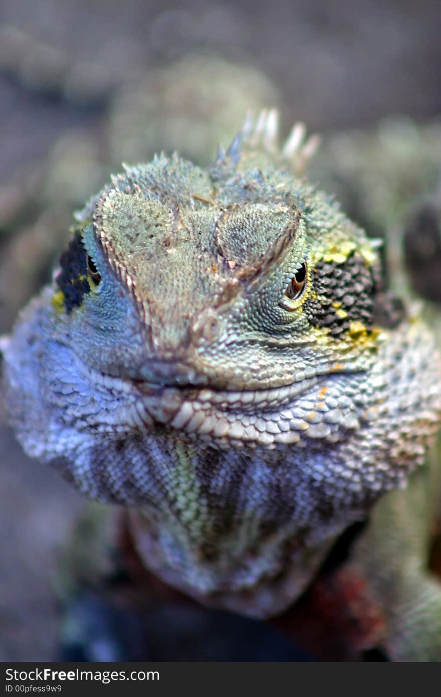 Iguana is a genus of lizard native to tropical areas of Central and South America