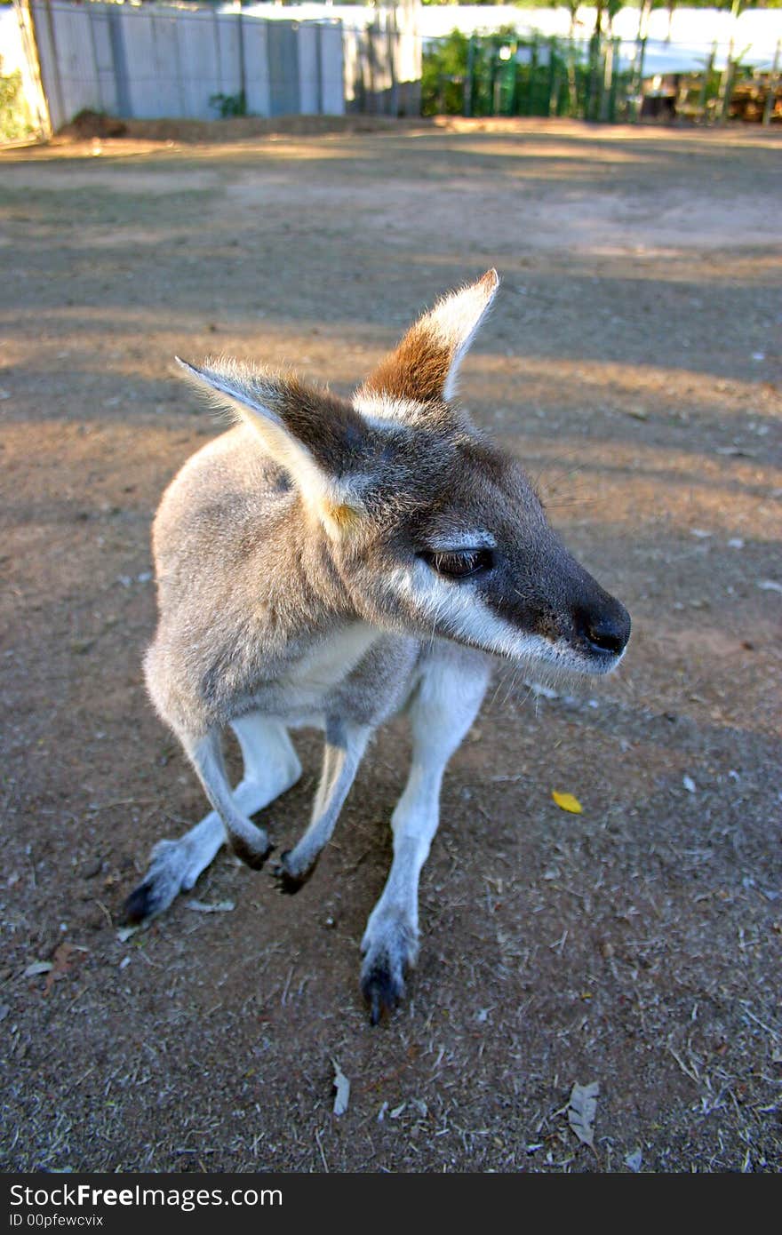 A kangaroo is a marsupial from the family Macropodidae