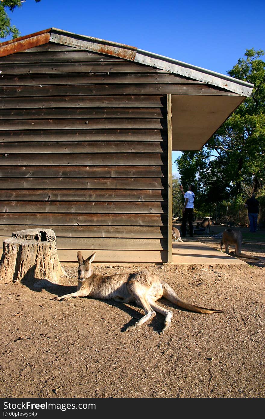 A kangaroo is a marsupial from the family Macropodidae