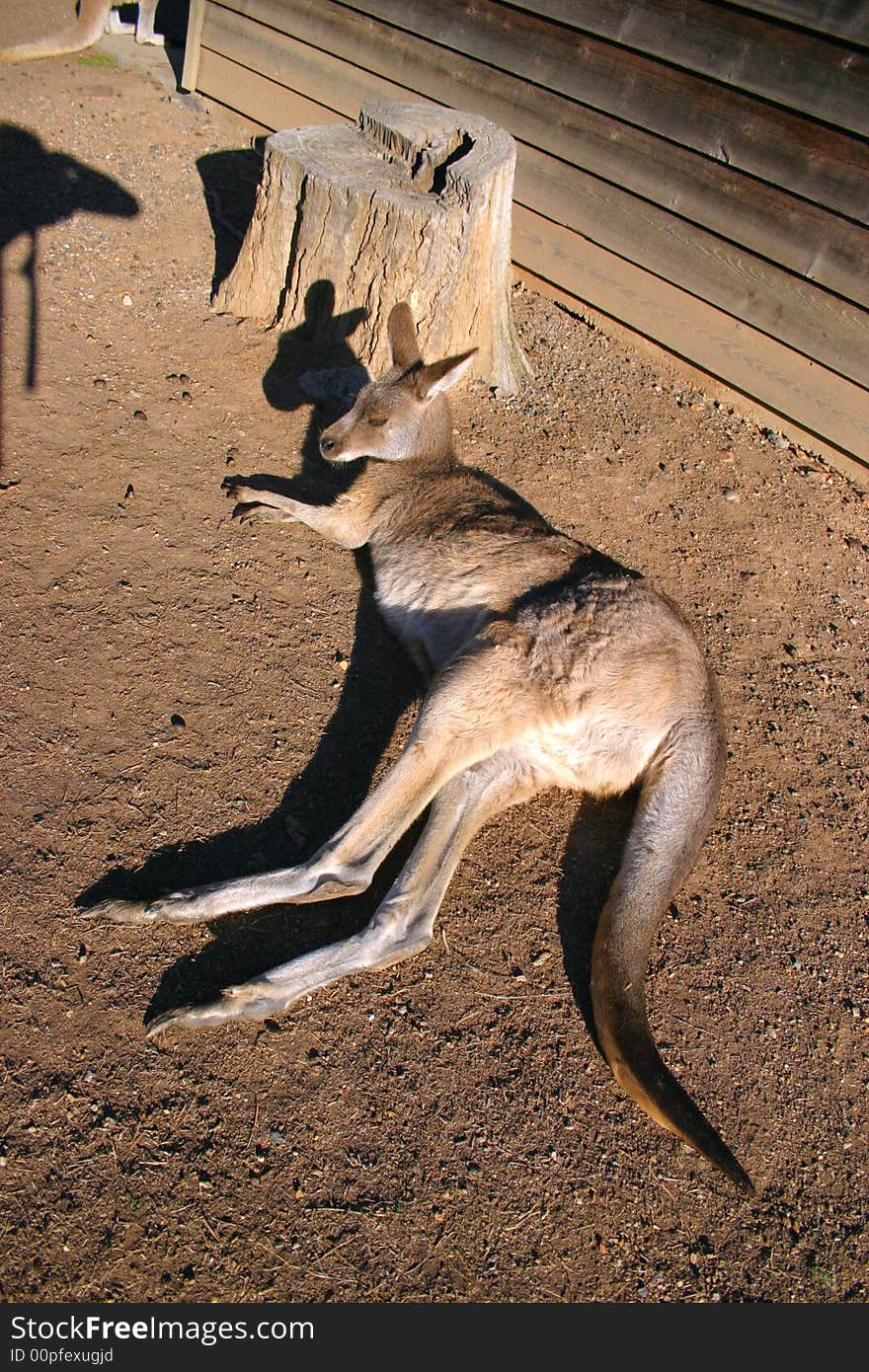 A kangaroo is a marsupial from the family Macropodidae