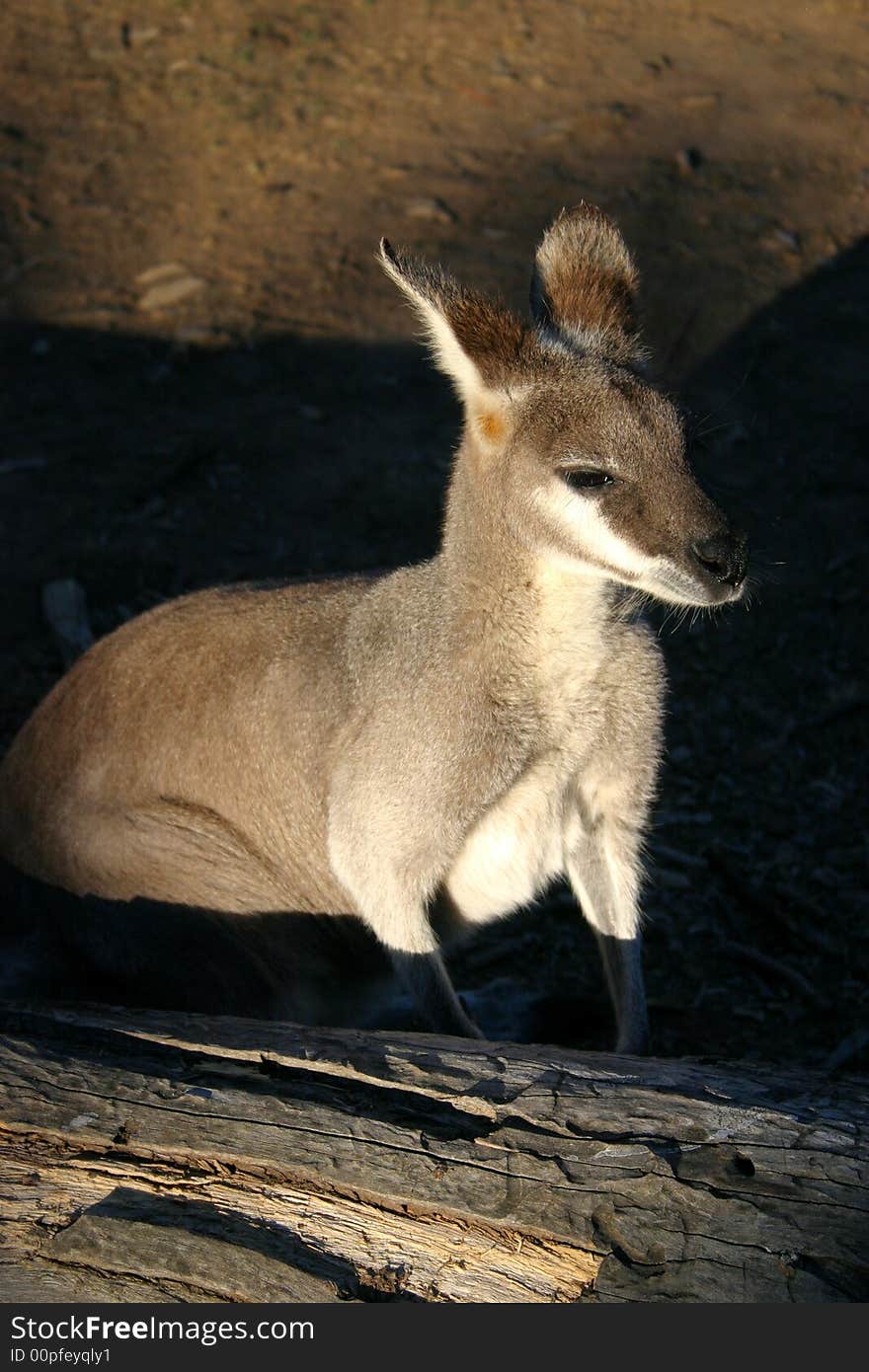 A kangaroo is a marsupial from the family Macropodidae