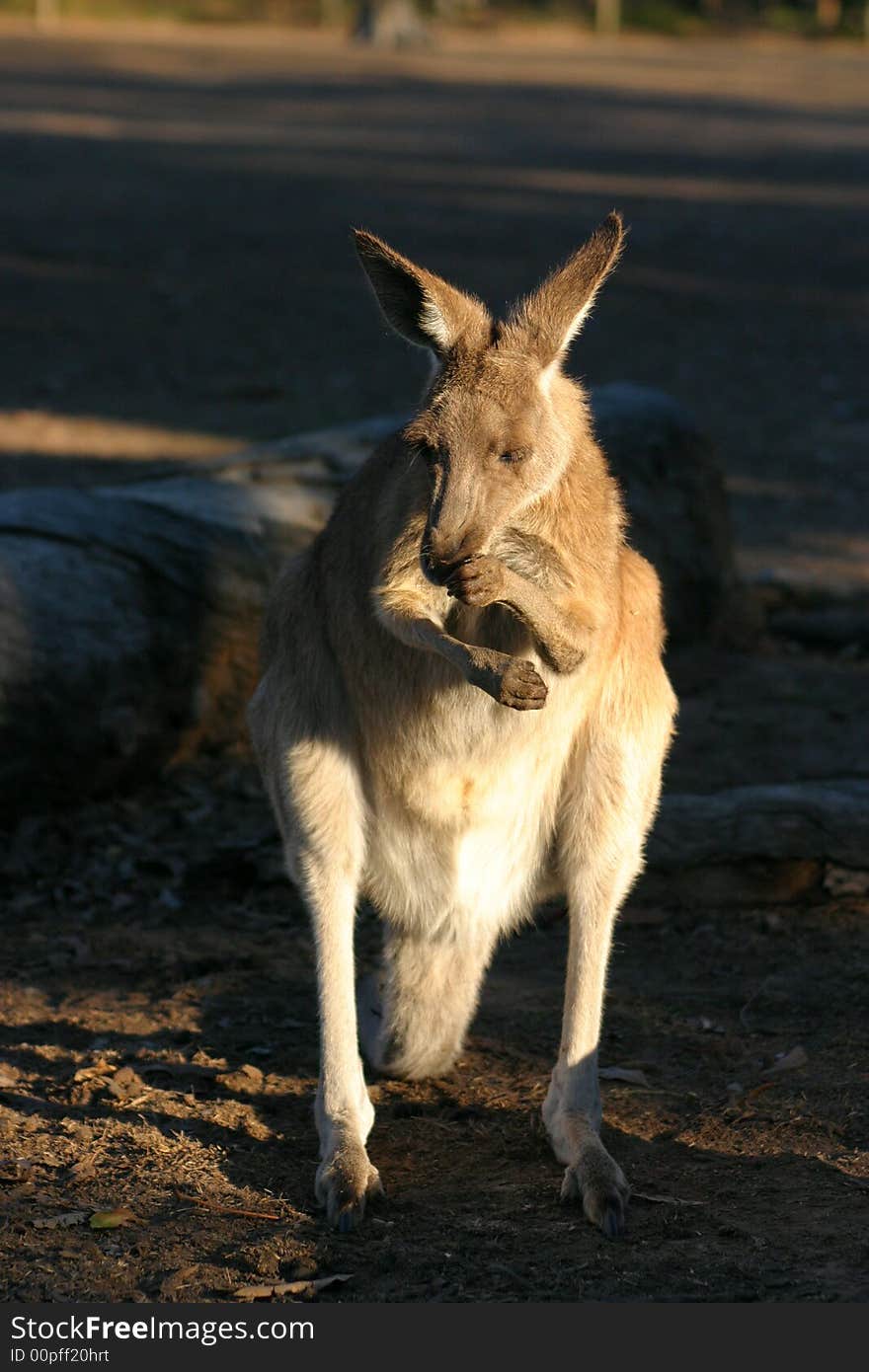 A kangaroo is a marsupial from the family Macropodidae