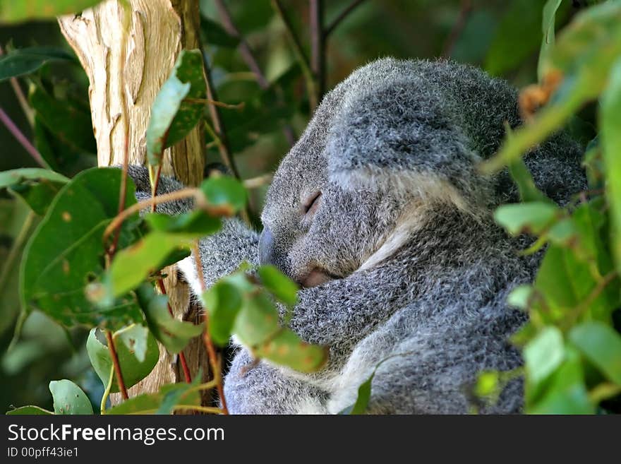 The Koala (Phascolarctos cinereus) is a thickset arboreal marsupial herbivore native to Australia. The Koala (Phascolarctos cinereus) is a thickset arboreal marsupial herbivore native to Australia