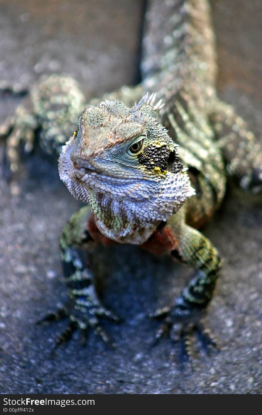 Iguana is a genus of lizard native to tropical areas of Central and South America