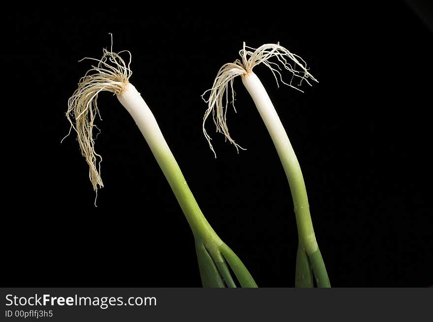 Two hairy onions in front of black background. Two hairy onions in front of black background