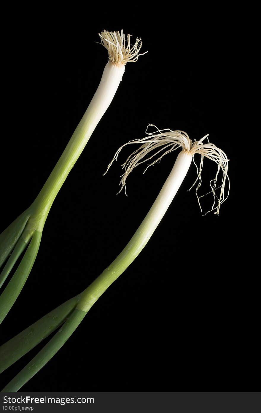 Two hairy onions in front of black background. Two hairy onions in front of black background