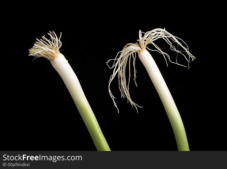 Two hairy onions in front of black background. Two hairy onions in front of black background