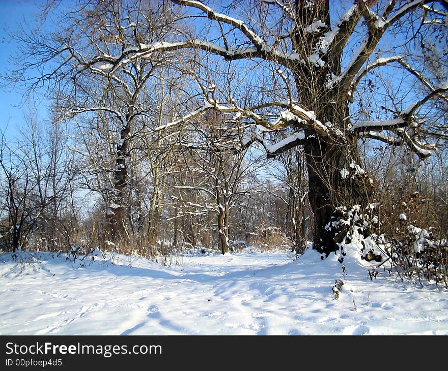 Winter trees on clear blue sky background. Winter trees on clear blue sky background