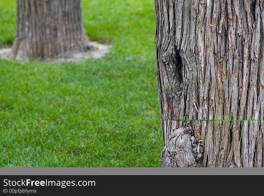 Two trees on the lawn