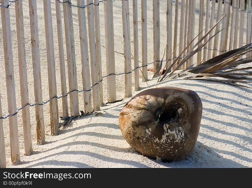 Coconut in the Sand