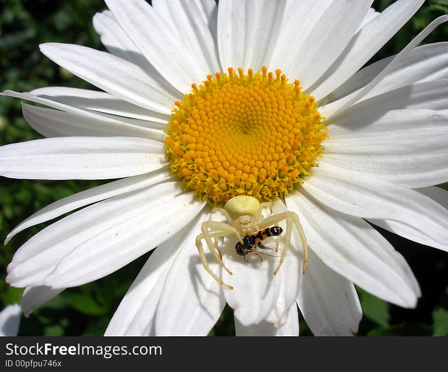 A spider on ox-eye daisy