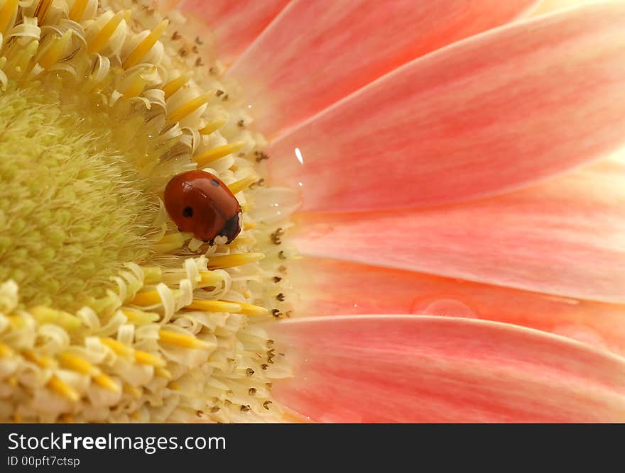 Small ladybird in the middle of the flower