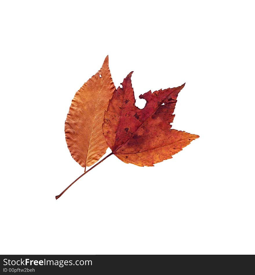 Autumn Leaves Assorted