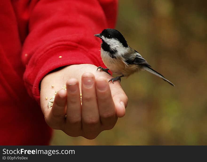 Taking Some Seed