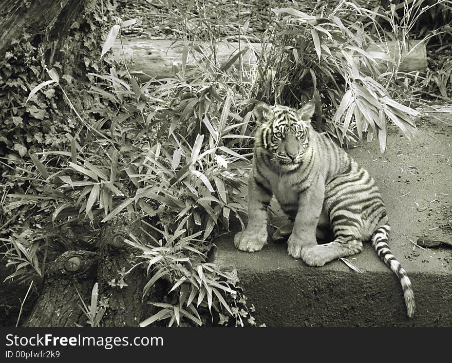 Tiger Cub