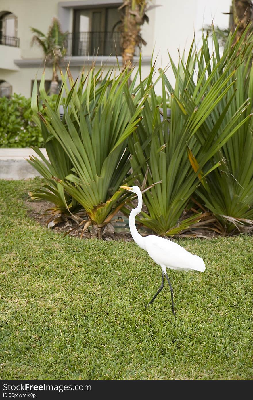 A white crane walking through the grass in the courtyard of a hotel. A white crane walking through the grass in the courtyard of a hotel