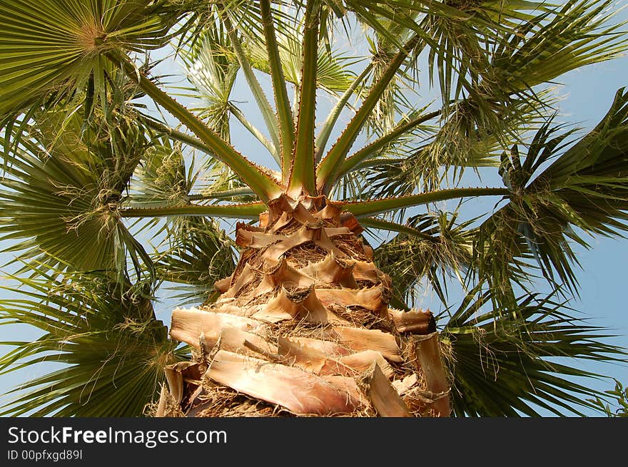 Palm tree seen from the bottom up