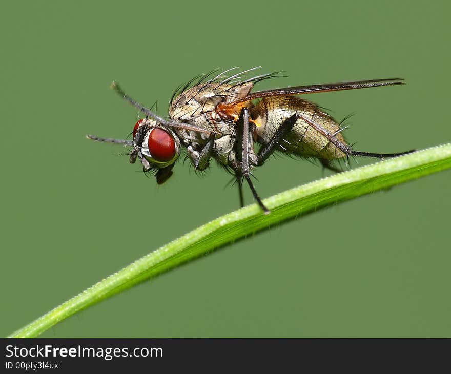 Washing Fly