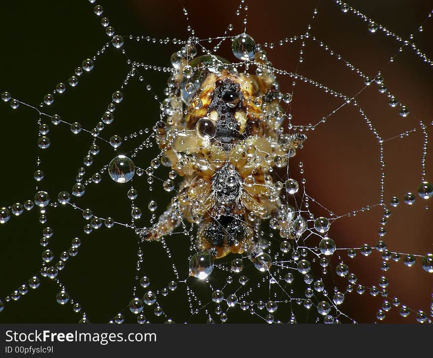 Wet spider