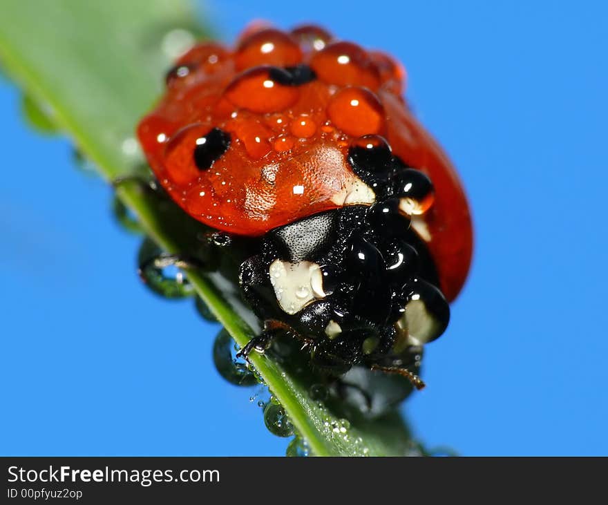 Wet lady bug