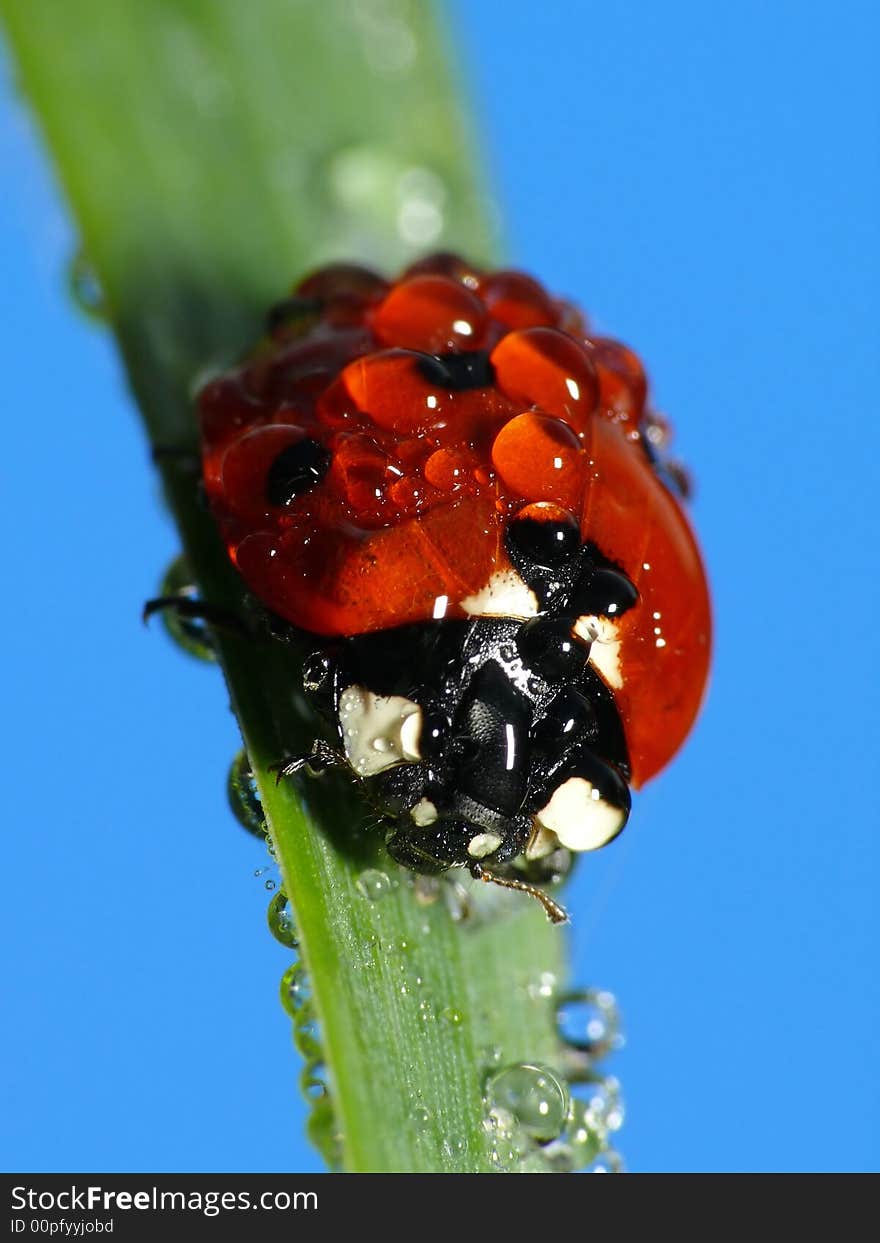 Wet Lady Bug