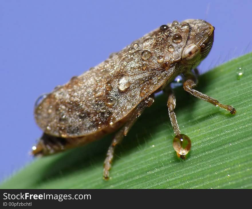 This shot is taken in the early morning with a lot of dew. The little dewdrop balancing on his leg, makes this a special photo. This shot is taken in the early morning with a lot of dew. The little dewdrop balancing on his leg, makes this a special photo.