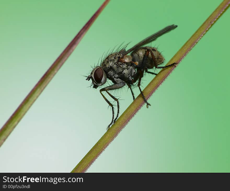 Balancing fly