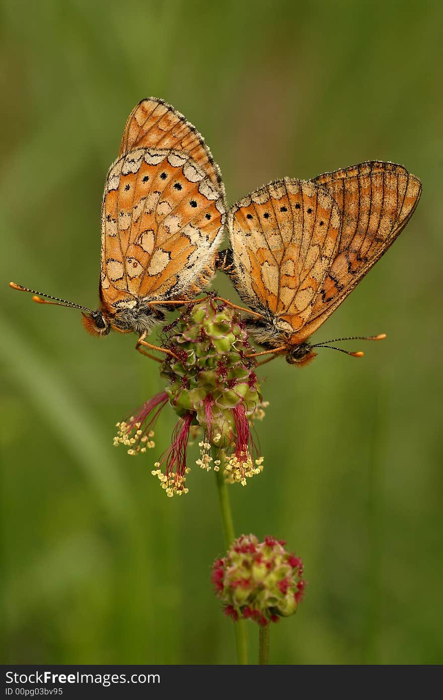 Butterflies on flower