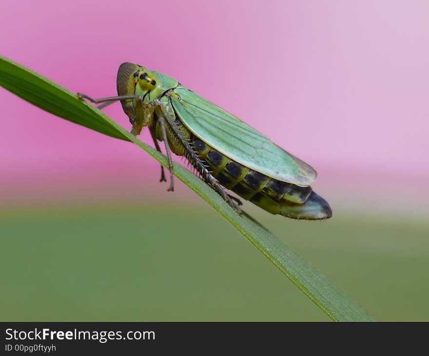 These cicaden are very difficult to shoot, because they always jumps away. These cicaden are very difficult to shoot, because they always jumps away.