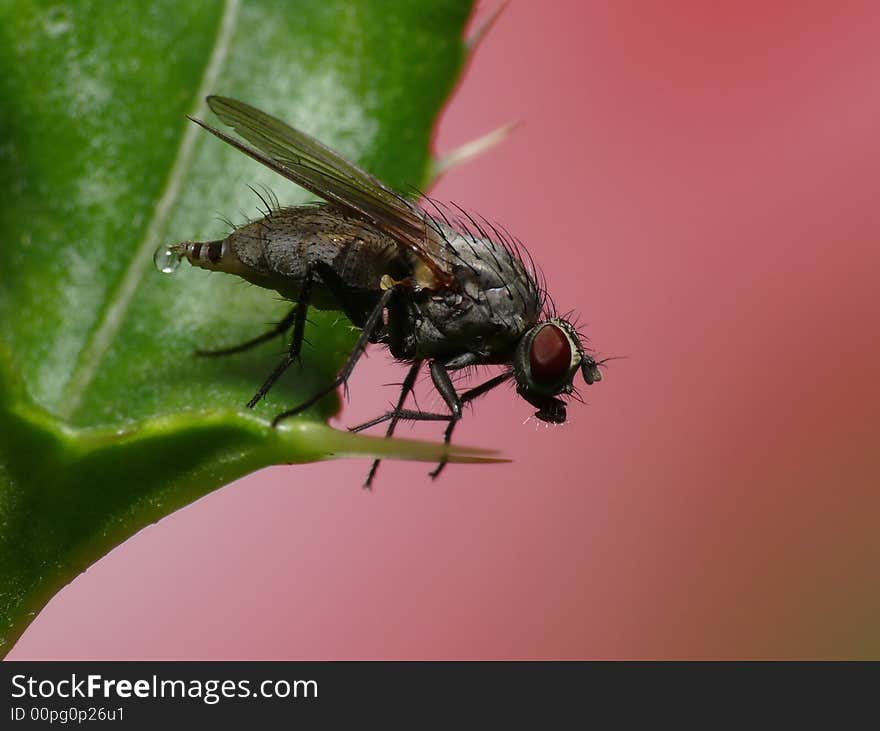 Yes also a fly must urinate. It was a lucky shot which gave the picture a little bit more then only the fly. Yes also a fly must urinate. It was a lucky shot which gave the picture a little bit more then only the fly.