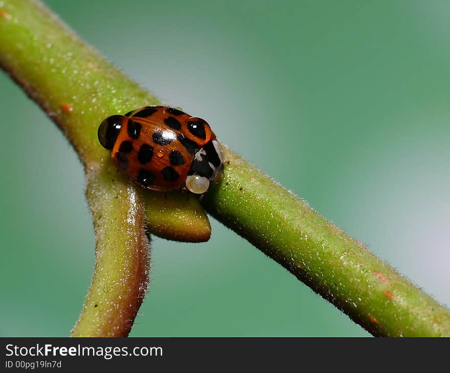 This ladybug had to choose left or right. With a bagage of dewdrops he choosed to go left. This ladybug had to choose left or right. With a bagage of dewdrops he choosed to go left.