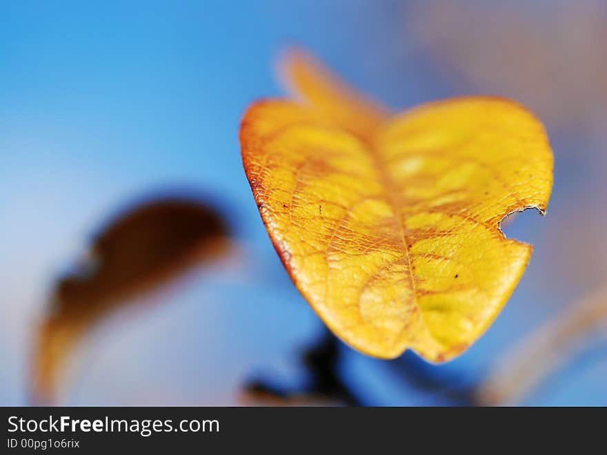 Autumn leaf with minimal depth of Field.