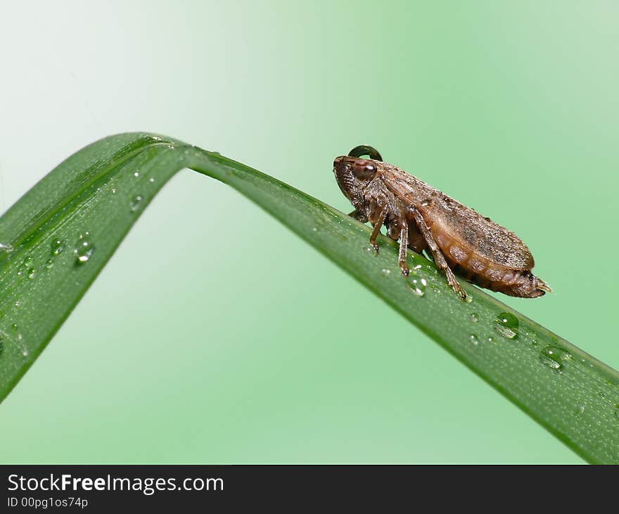 These cicaden are very difficult to shoot, because they always jumps away. I like the compo of the bended grassfiber. These cicaden are very difficult to shoot, because they always jumps away. I like the compo of the bended grassfiber.