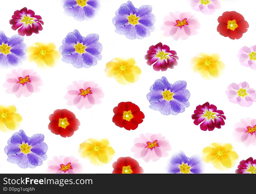 Primula flowers with different color on white background