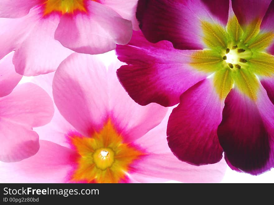 Transparent primula flowers on light box