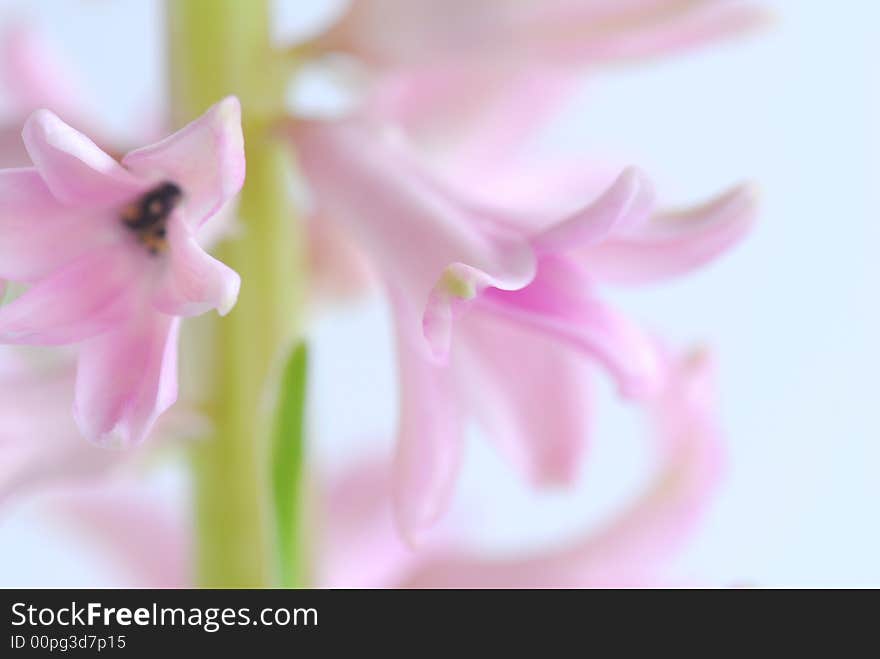 Pink hyacinth