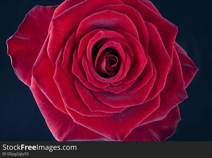 Beautiful close-up of a single red rose blossom